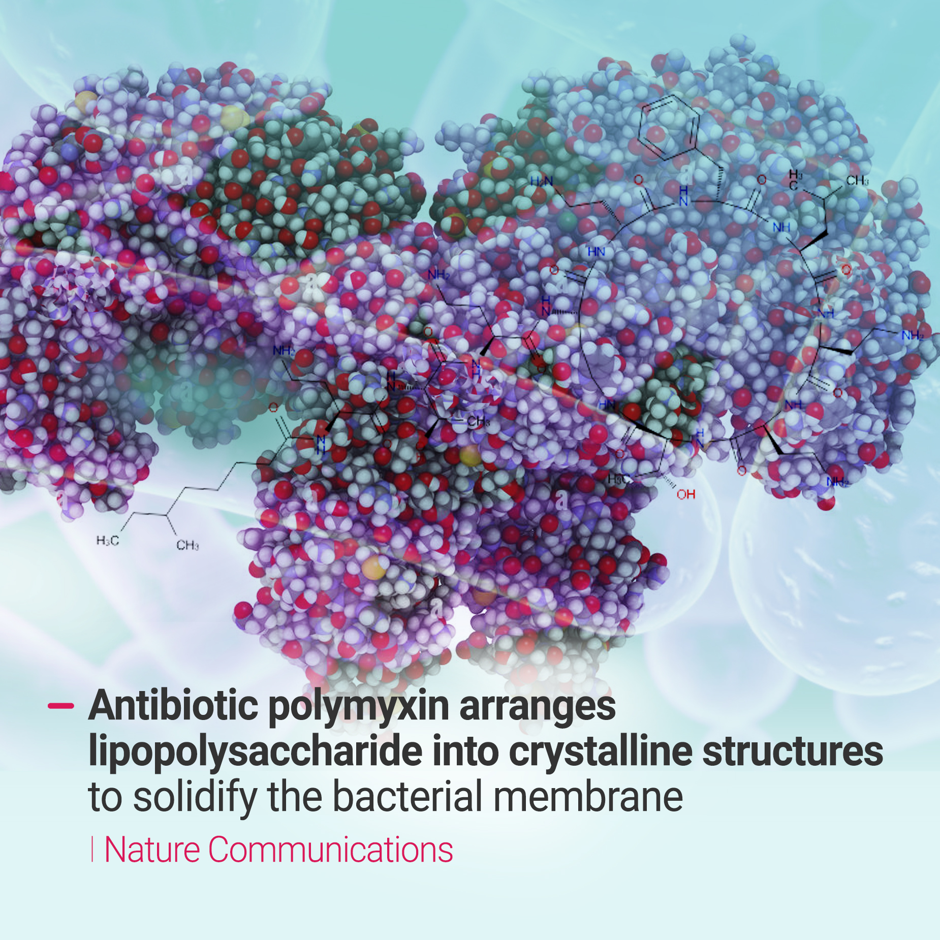 What we learn about Antibiotic Polymyxin